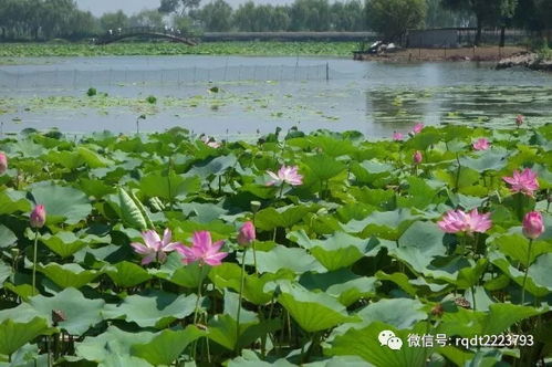 任丘天气预报（任丘天气预报最新）