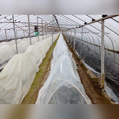 番茄天气预报15天精准（番茄ty2）