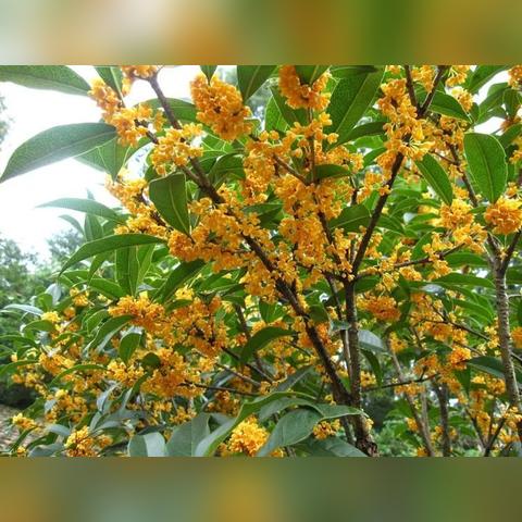 安福天气预报（安福天气预报15天准确率）